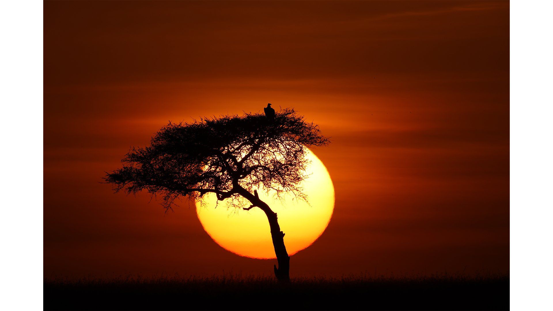 Canon unrivalled quality sensor